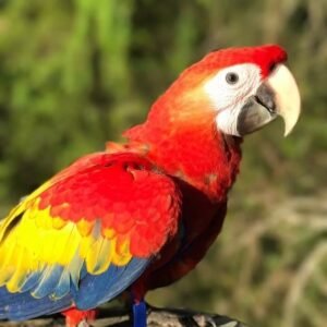 scarlet macaw