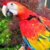 scarlet macaw for sale