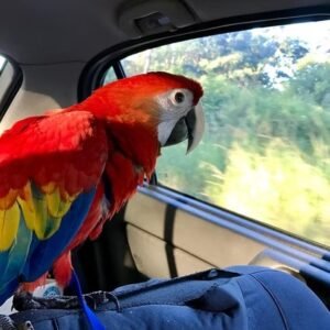 scarlet macaws