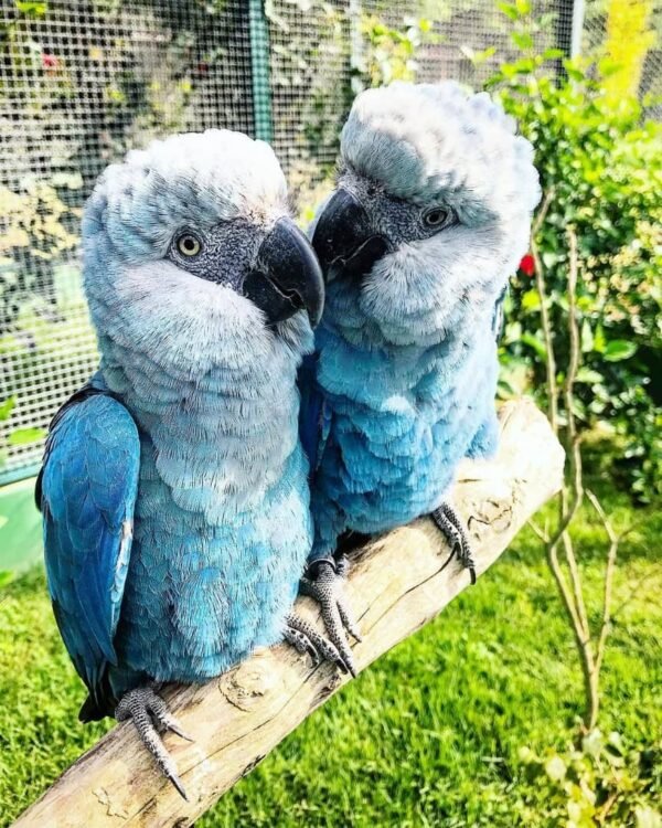Spix Macaw