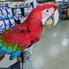 green wing macaw for sale