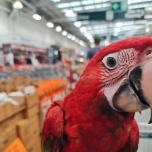 green wing macaws for sale