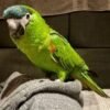Green Wing Macaw