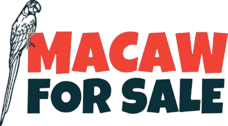 Blue and Gold Macaw For Sale | Hyacinth Macaws For Sale