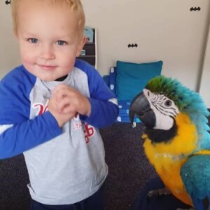 Blue Macaw For Sale - Blue and Gold Macaw For Sale | Hyacinth Macaws