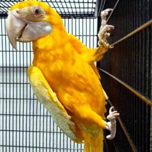 Albino Macaw For Sale