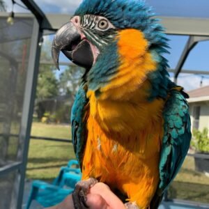 Blue-Throated Macaw For Sale