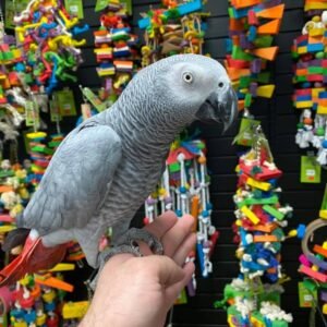 Congo African Grey Parrots For Sale