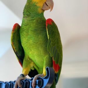 Double Yellow Headed Amazon For Sale