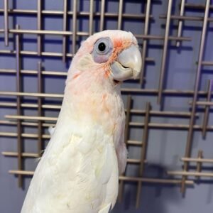 Eastern Long-Billed Corella For Sale