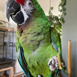 Military Macaw For Sale